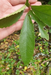 Melicytus chathamicus