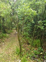 Melicytus chathamicus