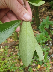 Melicytus chathamicus