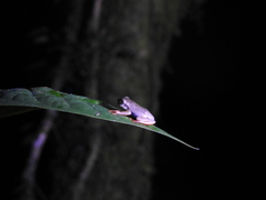 Plectrohyla