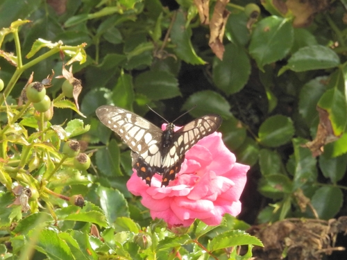 Photo of Dainty Swallowtail (Papilio anactus)