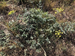 Lomatium parvifolium
