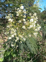 Acaciella