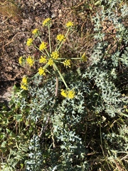 Lomatium parvifolium