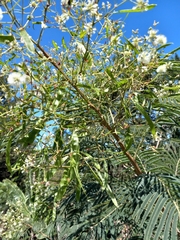 Acaciella