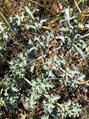 Lomatium parvifolium