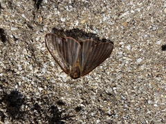 Heliconisa pagenstecheri