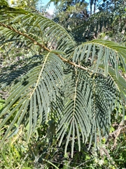 Acaciella