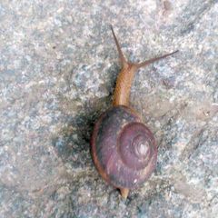 Nesiohelix yeni