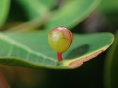Exobasidiaceae