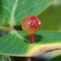 Exobasidiaceae