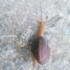 Nesiohelix yeni