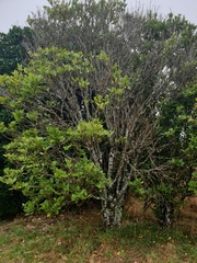 Melicytus chathamicus