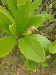 Melicytus chathamicus