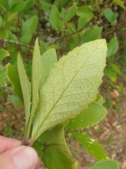 Melicytus chathamicus
