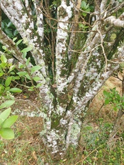 Melicytus chathamicus