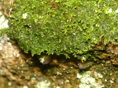 Radula obconica