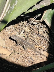 Sceloporus magister