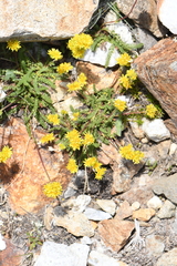 Ivesia gordonii