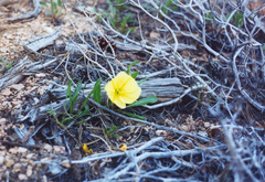 Oenothera howardii