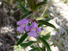 Westringieae