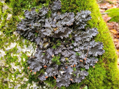 horizontal pelt lichen