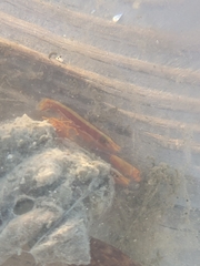 Alpheus paraformosus