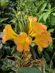 Rhododendron aurigeranum