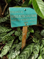 Rhododendron aurigeranum