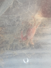 Mithrax