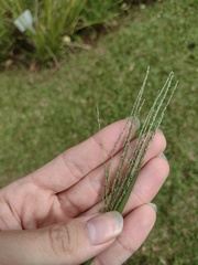 Digitaria violascens