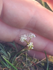 Lomatium piperi