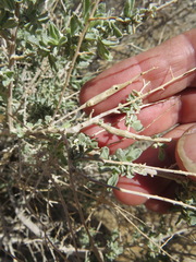 Neolasioptera willistoni