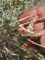 Neolasioptera willistoni