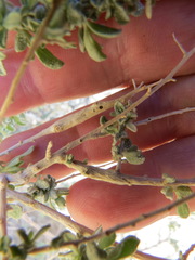 Neolasioptera willistoni