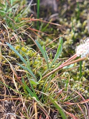 Lomatium piperi