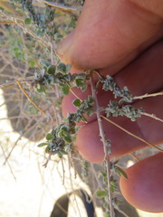 Neolasioptera willistoni