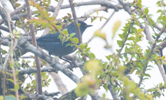 Diglossa caerulescens