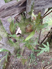Davallia fejeensis
