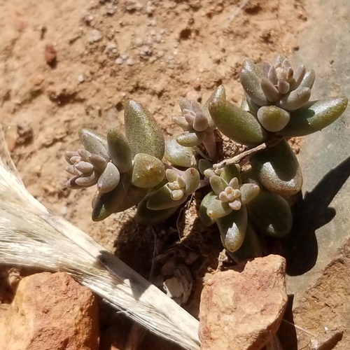 Dudleya variegata