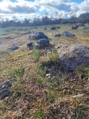 Lomatium piperi