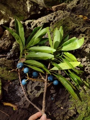 Elaeocarpus serratus