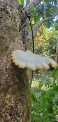 Lentinus scleropus
