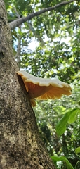 Lentinus scleropus