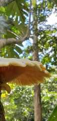 Lentinus scleropus