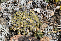 Draba novolympica