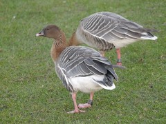 Anser brachyrhynchus