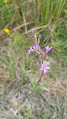 Buchnera floridana image