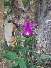 Cattleya harrisoniana