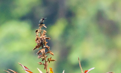 Chaetocercus heliodor